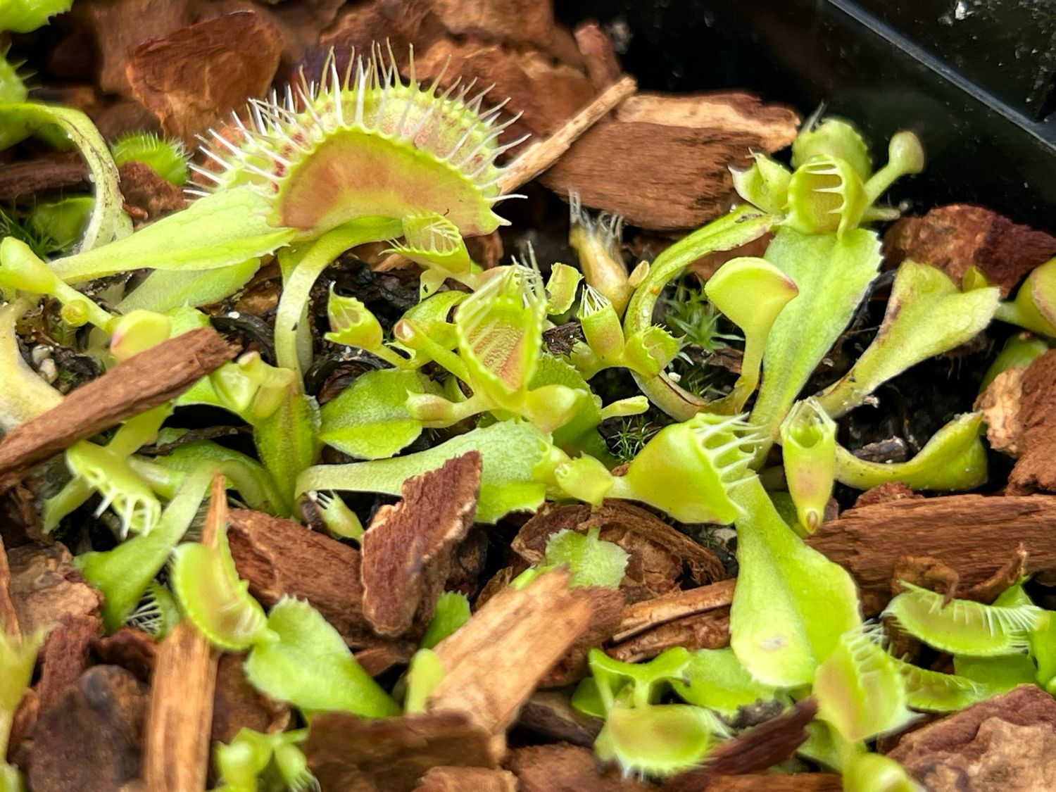 Dionaea muscipula DT4 (small)