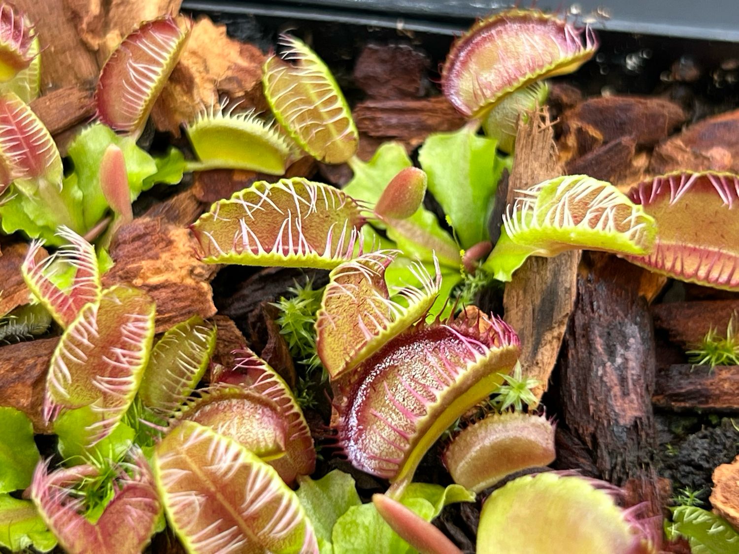 Dionaea muscipula Fiamma - Limited (x-small)