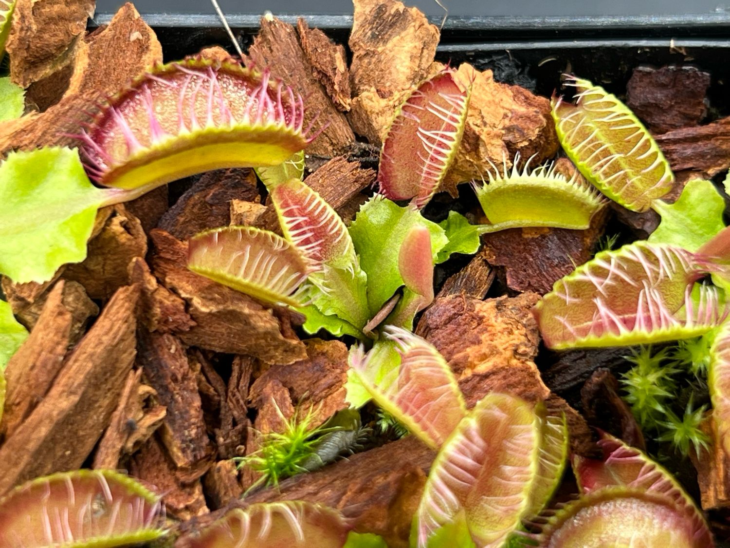 Dionaea muscipula Fiamma - Limited (x-small)