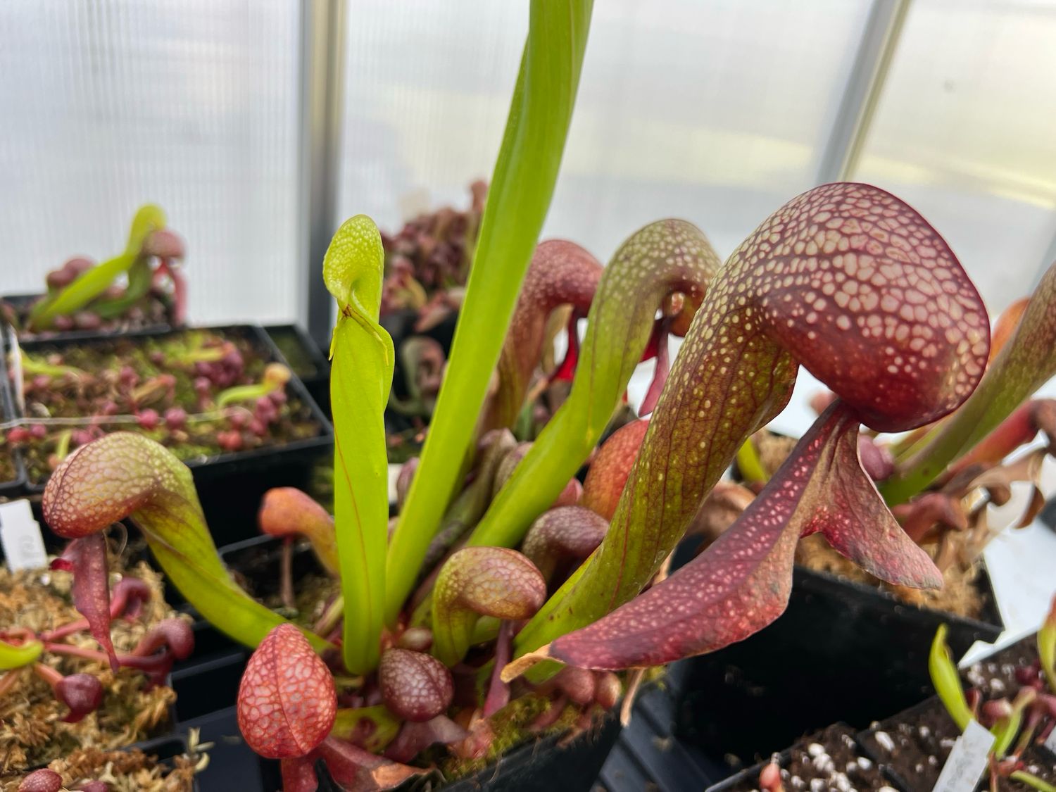 Darlingtonia californica  “BGH Vigorous Clone #2“ - (Divisions)