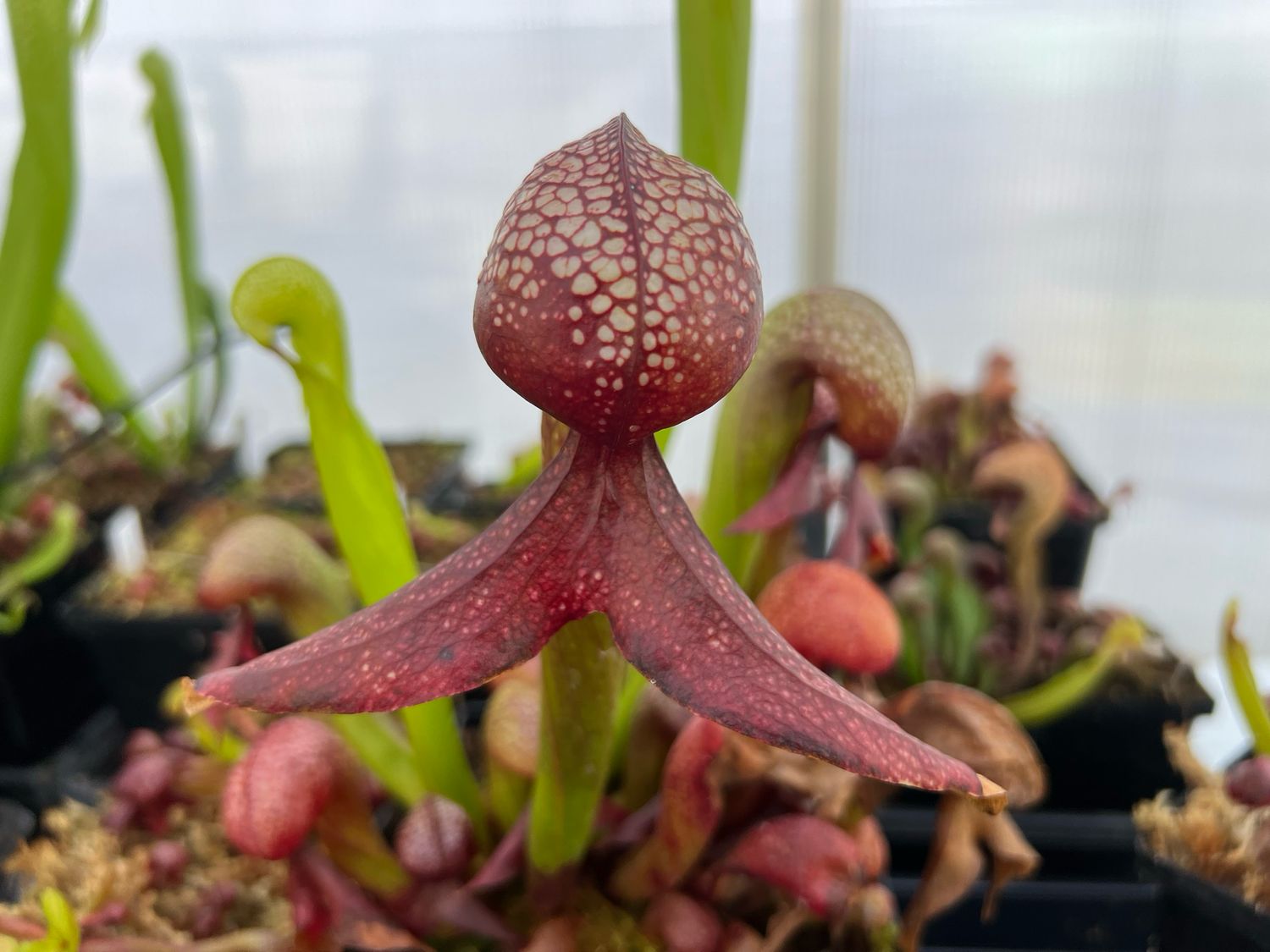 Darlingtonia californica  “BGH Vigorous Clone #2“ - (Divisions)