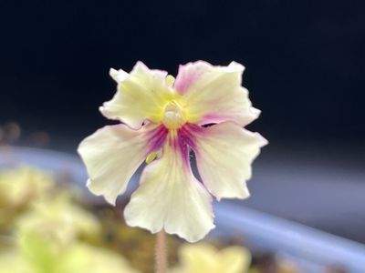 Pinguicula Raspberry Blonde (small) 