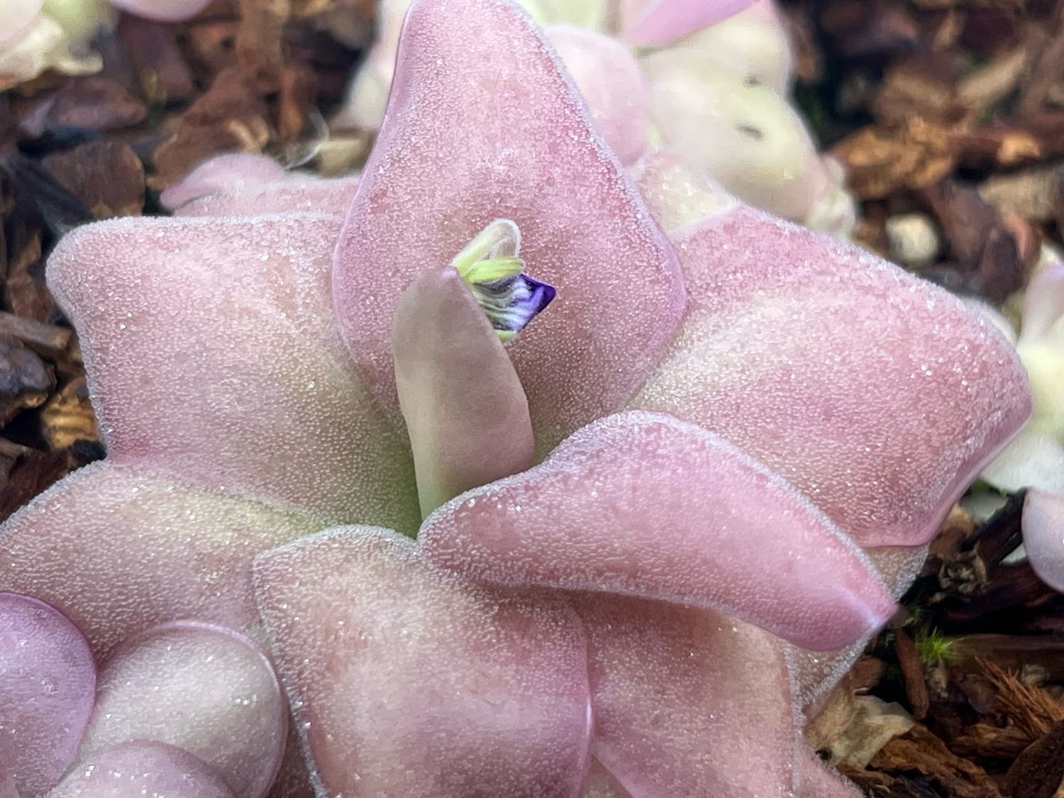 Pinguicula “Mehitable” BB (small) 