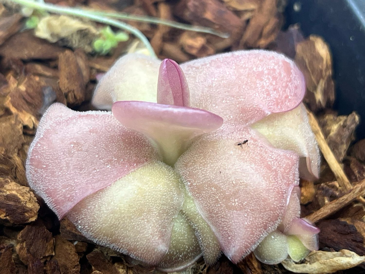 Pinguicula “Mehitable” BB (small) 