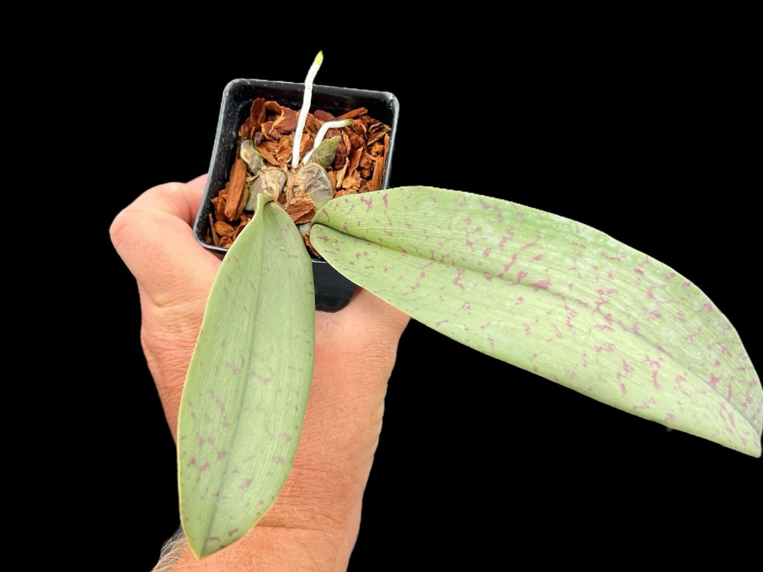 Psychopsis mariposa Orchid