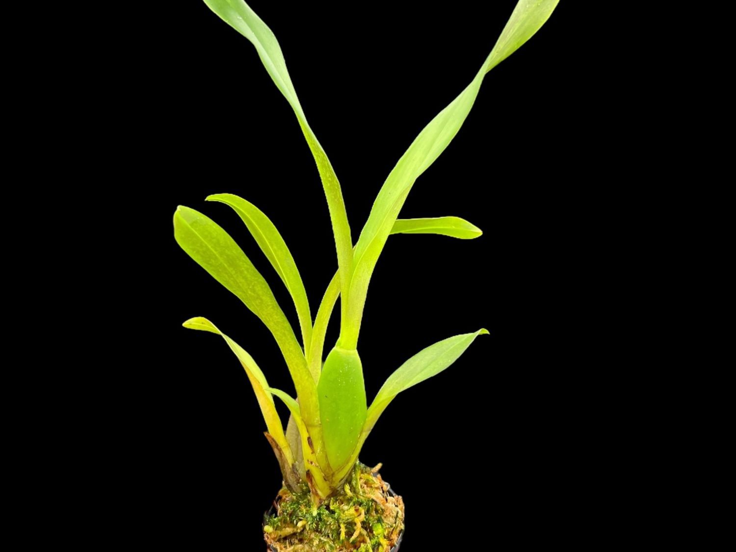Miltassia Dark Star Orchid