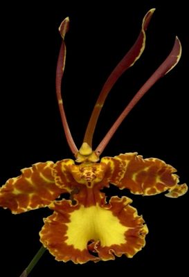 Psychopsis mariposa 