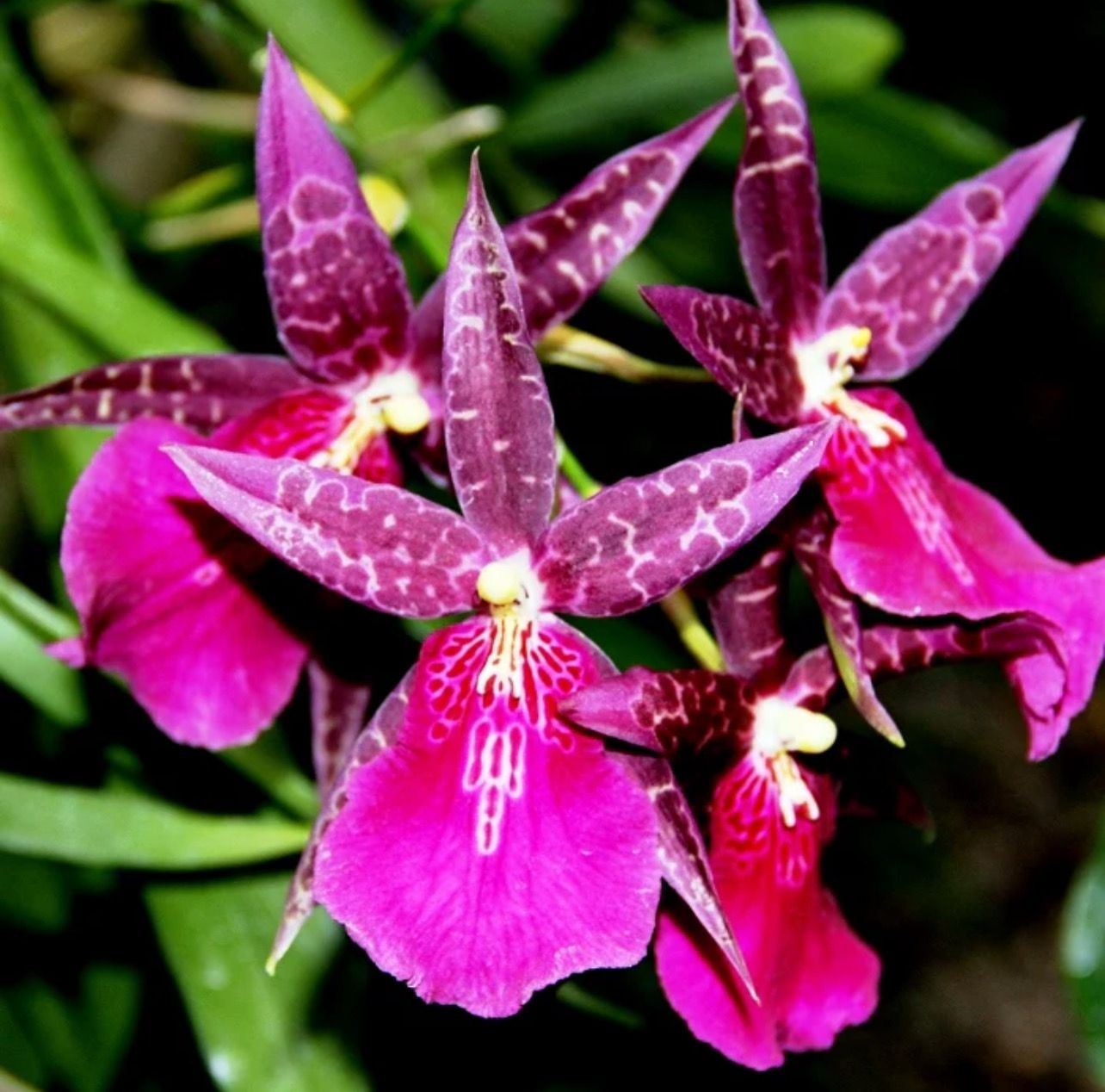 Miltassia Dark Star Orchid