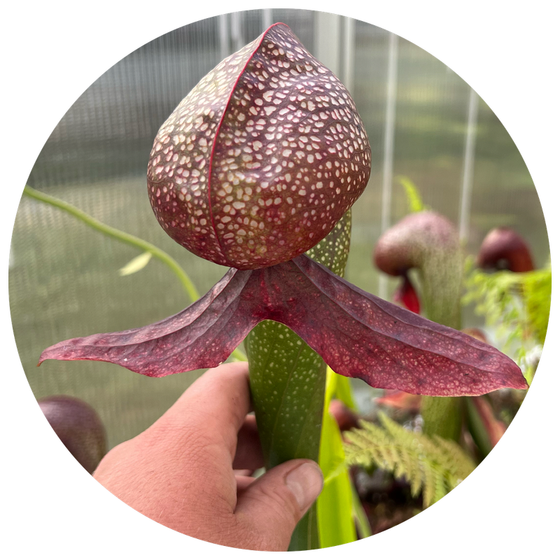 DARLINGTONIA /COBRA LILY&#39;S FOR SALE