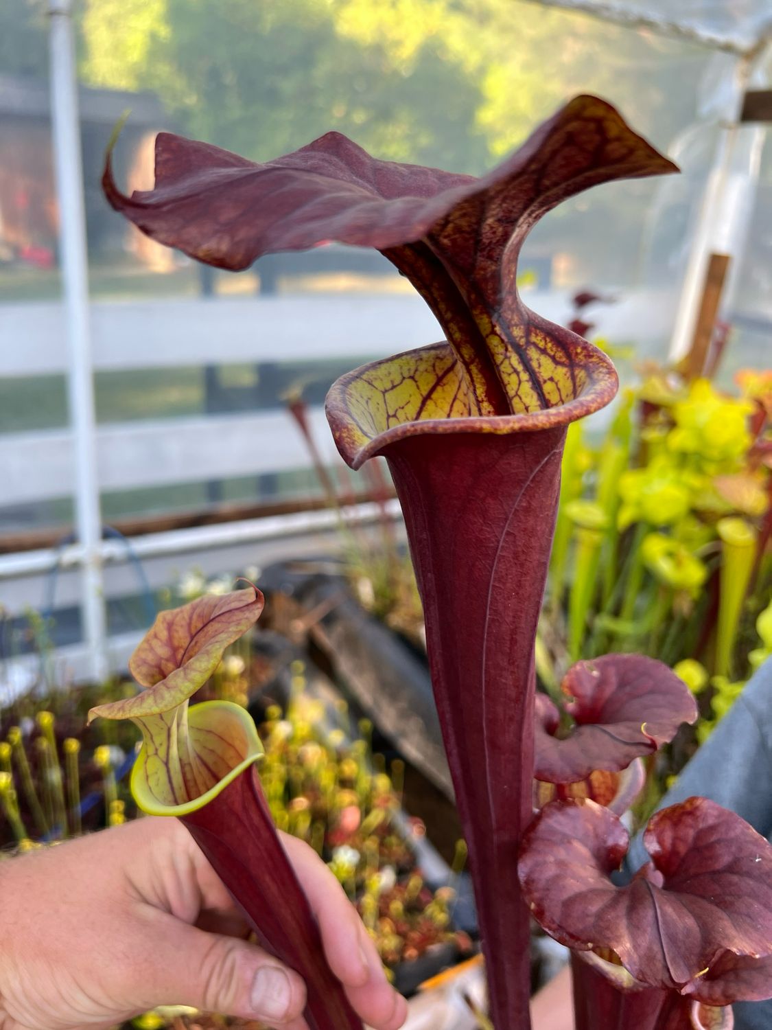 Sarracenia flava var. rubricorpora BGH F-18