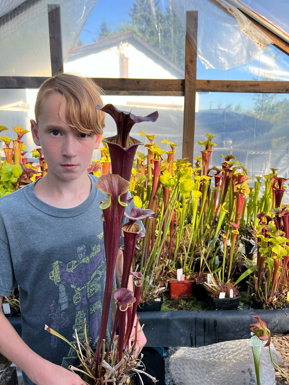 Sarracenia flava var. rubricorpora BGH F-18