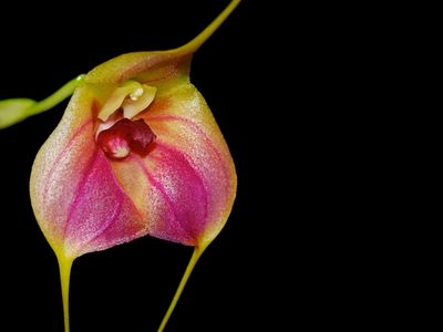Masdevallia Celestial Stripes Orchid