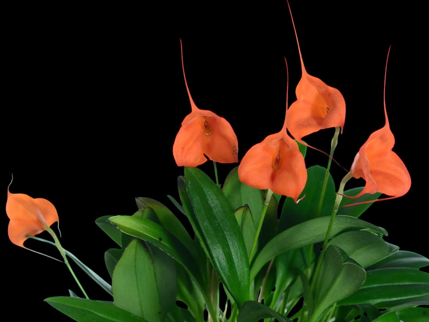 Masdevallia Ann Jesup ‘Margarite’ Orchid (Masd. veitchiana x Masd. uniflora)