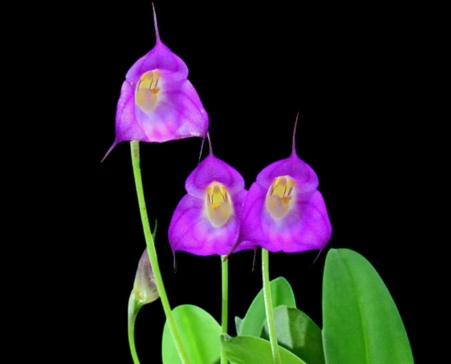 Masdevallia uniflora “Dark Color “Orchid