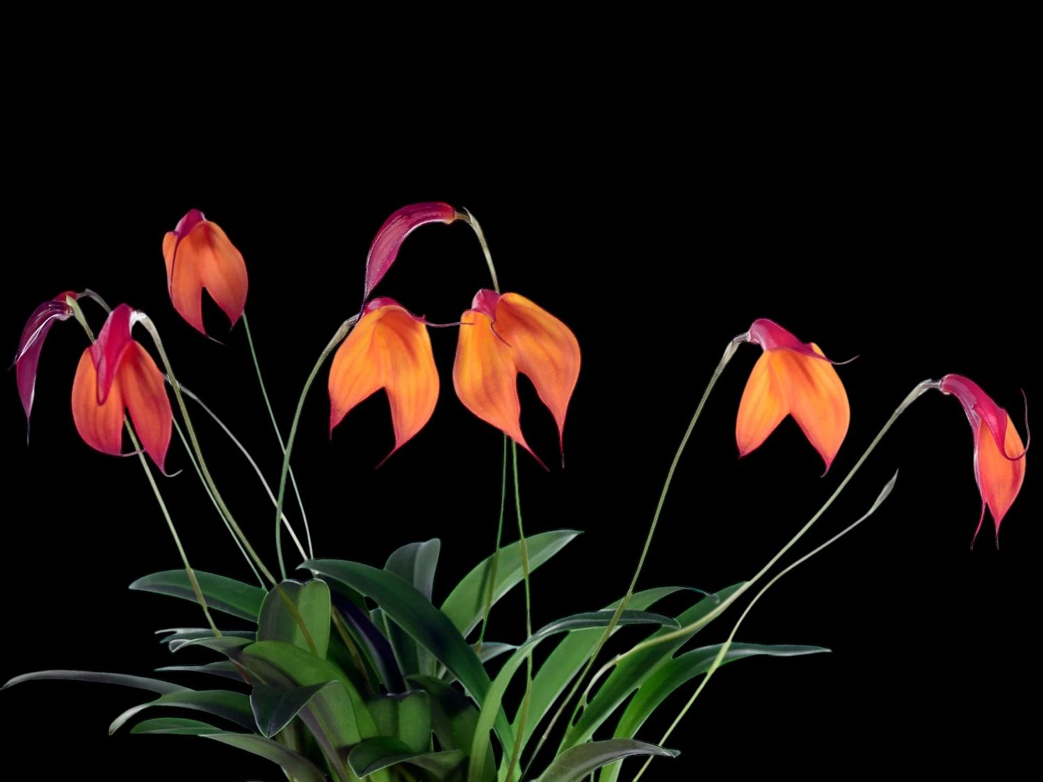 Masdevallia Falcata Orchid (Masd. veitchiana x Masd. coccinea)