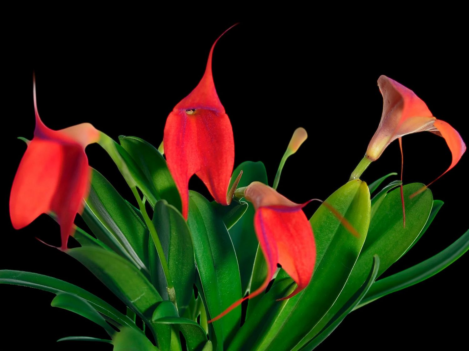 Masdevallia Susy de Bermeo Orchid (Masd. Angel Frost x Masd. Gold Dust)