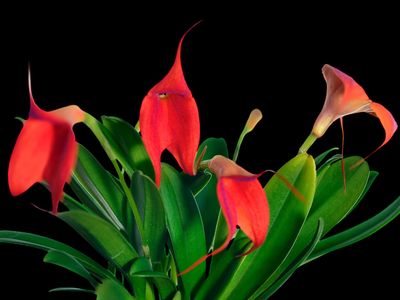 Masdevallia Susy de Bermeo Orchid (Masd. Angel Frost x Masd. Gold Dust)