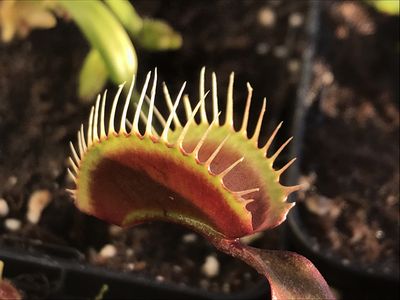 Dionaea muscipula  Green Dragon Venus Flytrap (small)
