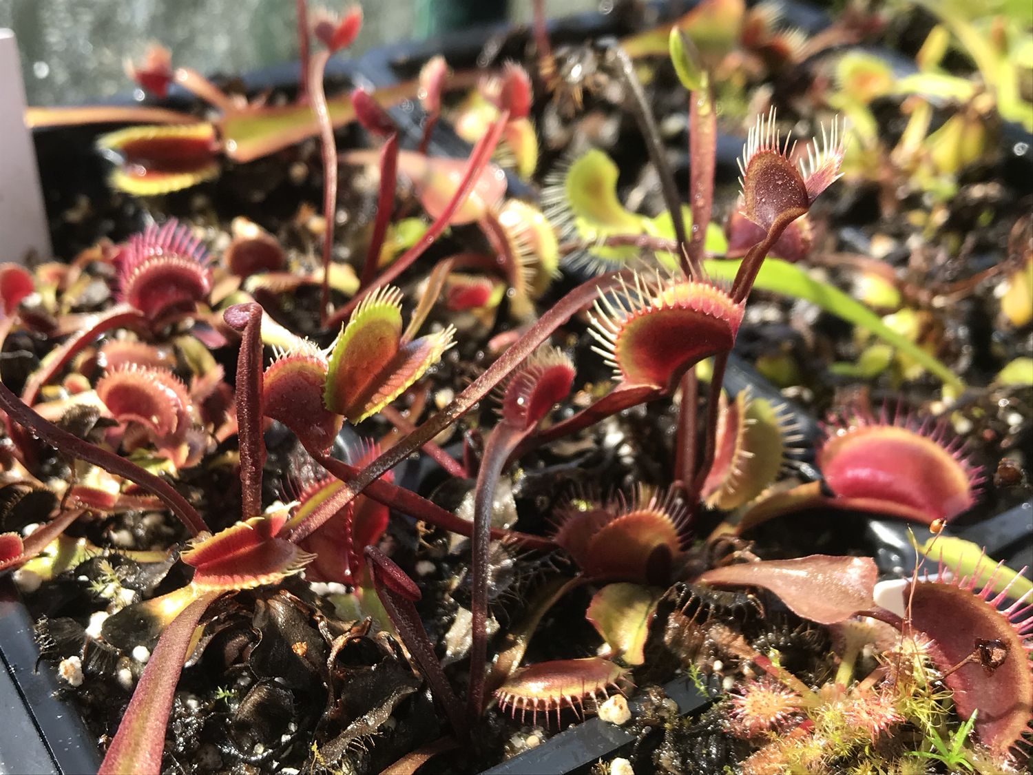 Dionaea muscipula  Green Dragon Venus Flytrap (small)