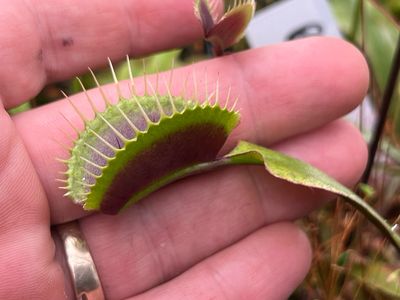 Dionaea muscipula  ‘Red Burgundy’  Venus Flytrap (small)