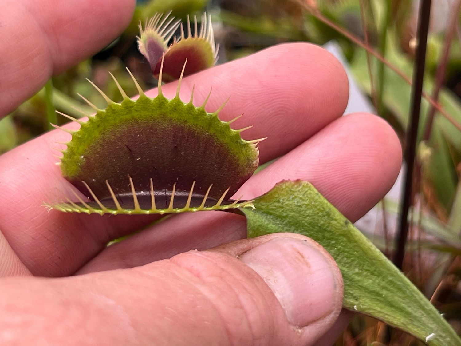 Dionaea muscipula  ‘Red Burgundy’  Venus Flytrap (small)