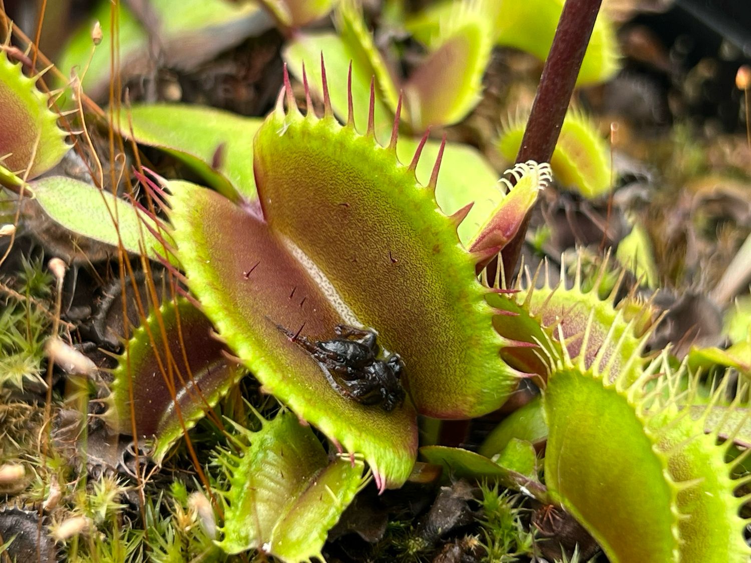 Dionaea muscipula  ‘Ruby Red’  Venus Flytrap (small)