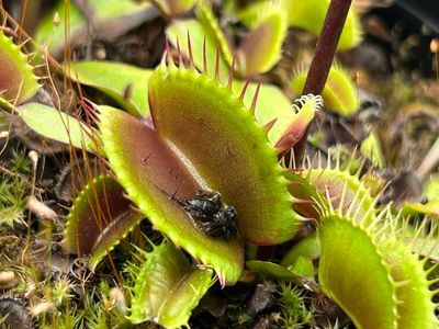 Dionaea muscipula  ‘Ruby Red’  Venus Flytrap (small)