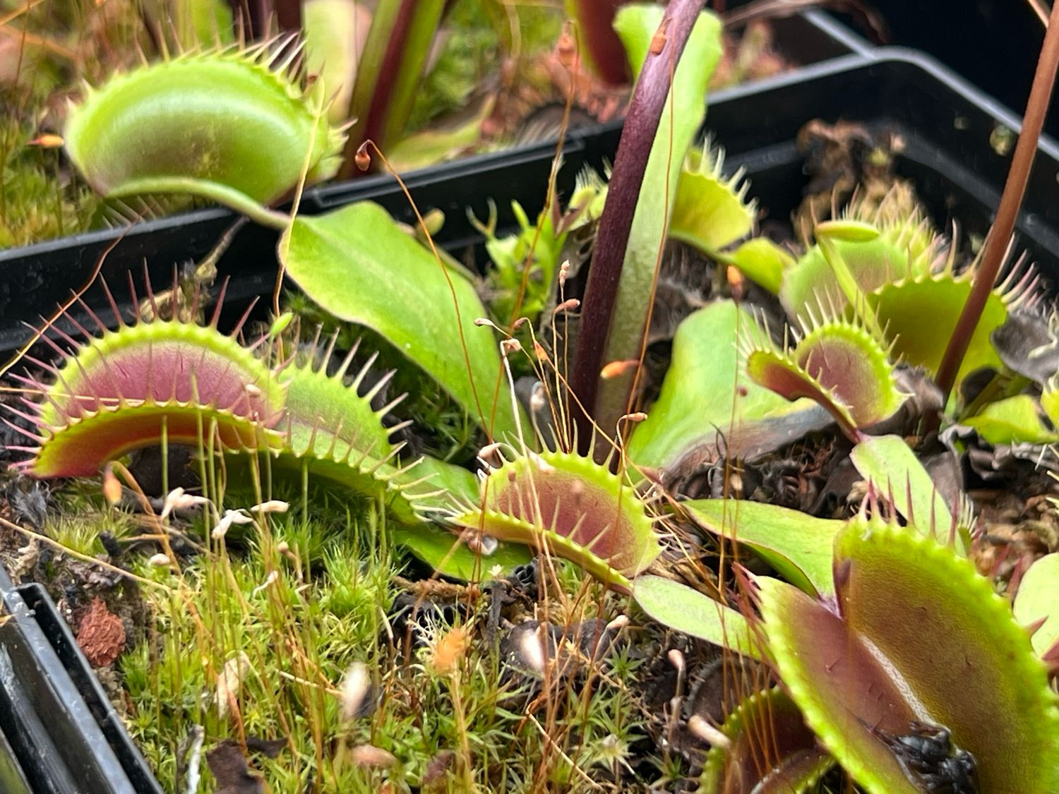 Dionaea muscipula  ‘Ruby Red’  Venus Flytrap (small)