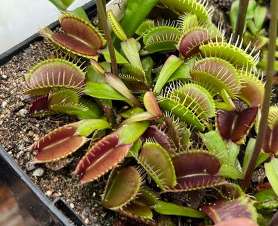 Dionaea muscipula  ‘Pink Venus’  Venus Flytrap (small)