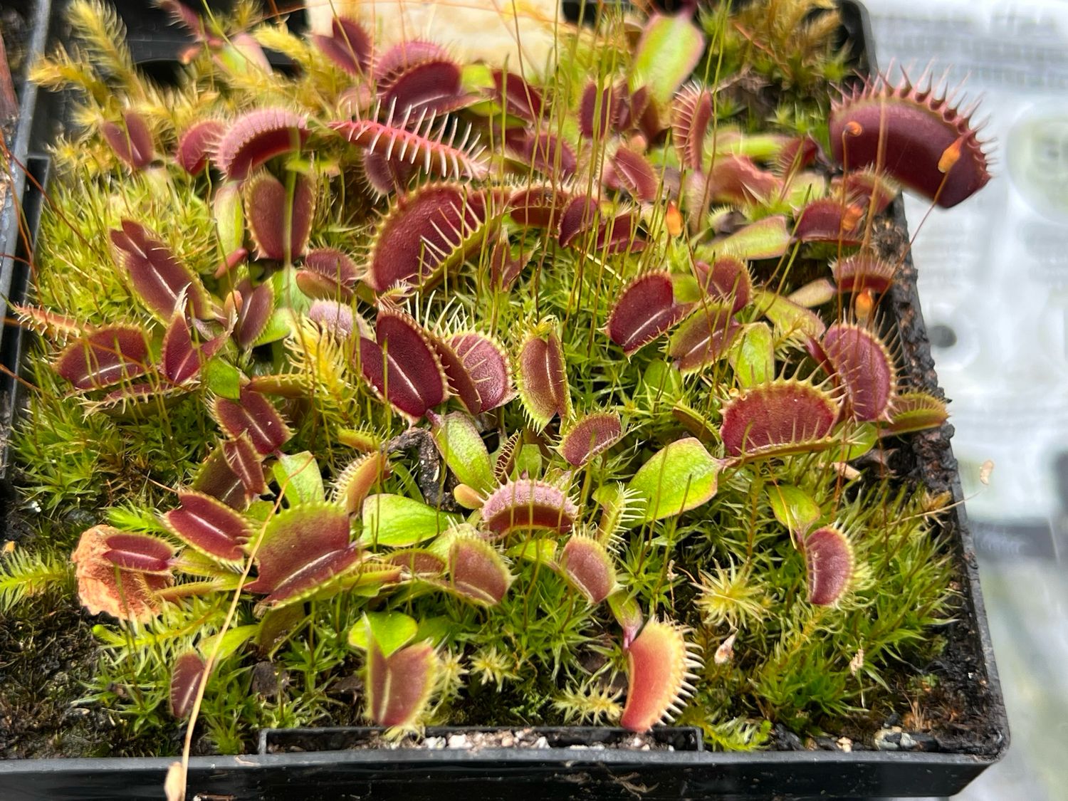 Dionaea muscipula  ‘Pink Venus’  Venus Flytrap (small)