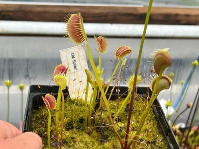Dionaea muscipula  ‘Spider’  Venus Flytrap (small)
