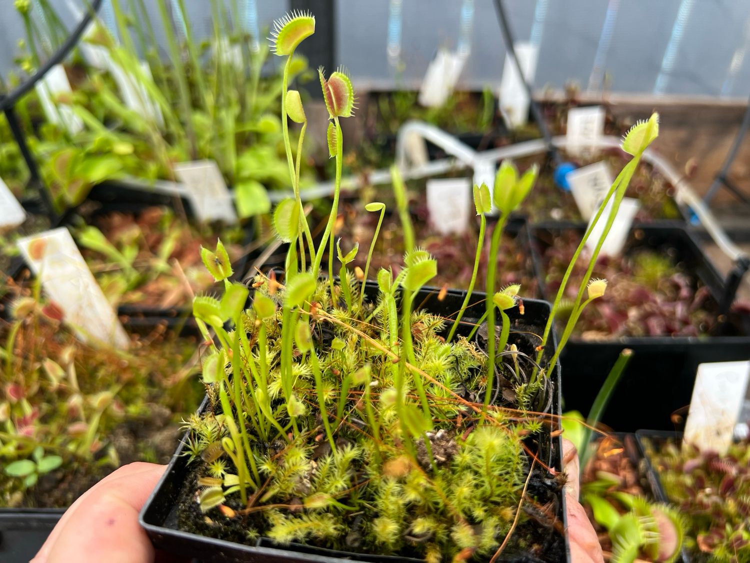 Dionaea muscipula  ‘Spider’  Venus Flytrap (small)