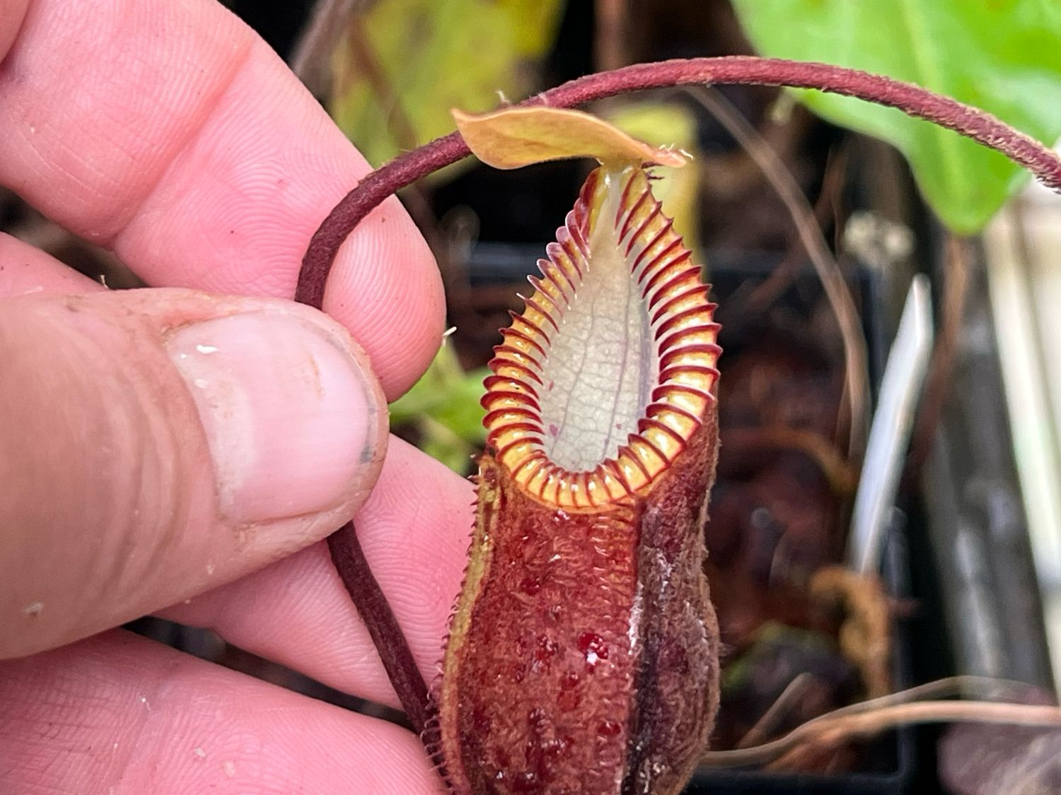 Nepenthes diabolical AKA hamata “Red Hairy” BCP (Medium)