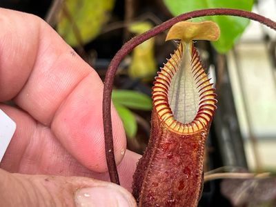 Nepenthes diabolical AKA hamata “Red Hairy” BCP (Medium) 