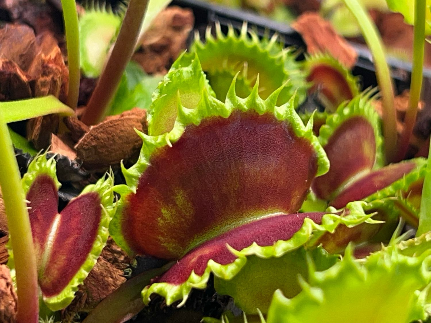 Dionaea muscipula Chinese Dumpling - (XSmall)