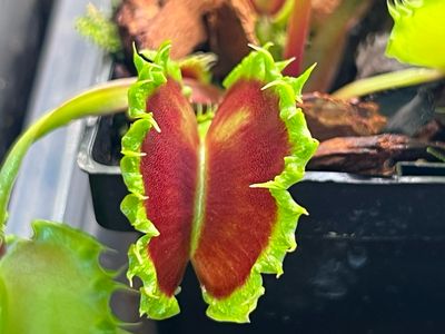 Dionaea muscipula Chinese Dumpling - (XSmall)