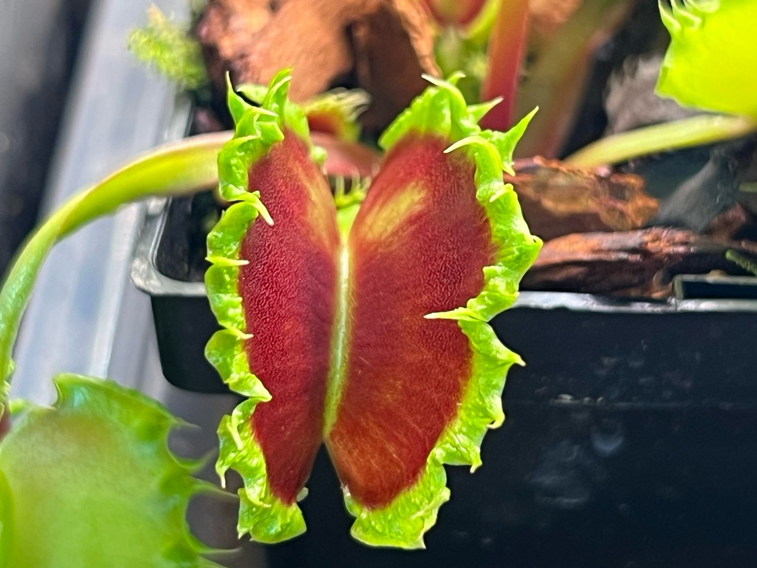 Dionaea muscipula Chinese Dumpling - (XSmall)