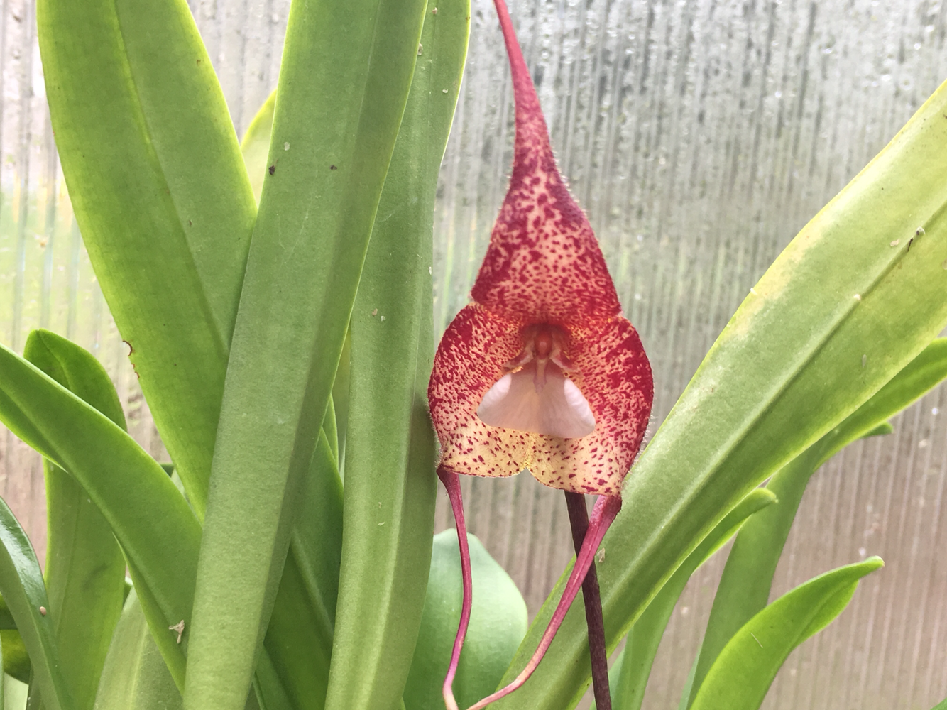 Dracula bella " Bellistma" Orchid