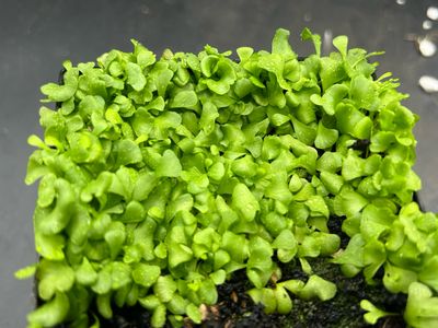 Utricularia livida