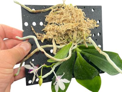 Orchid Mount (Large) 