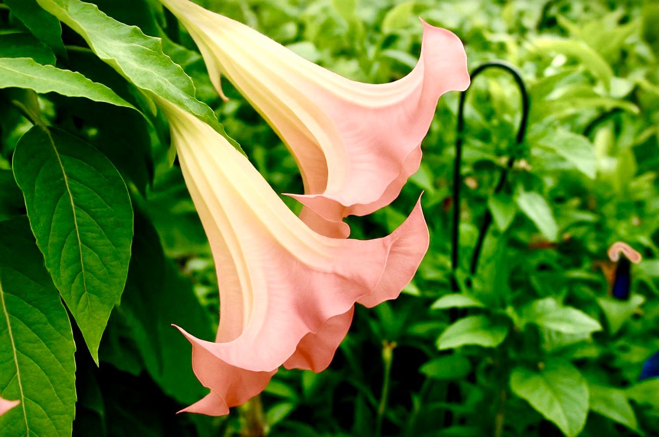Brugmansia ‘Pickering Salmon’ - Rooted Cuttings