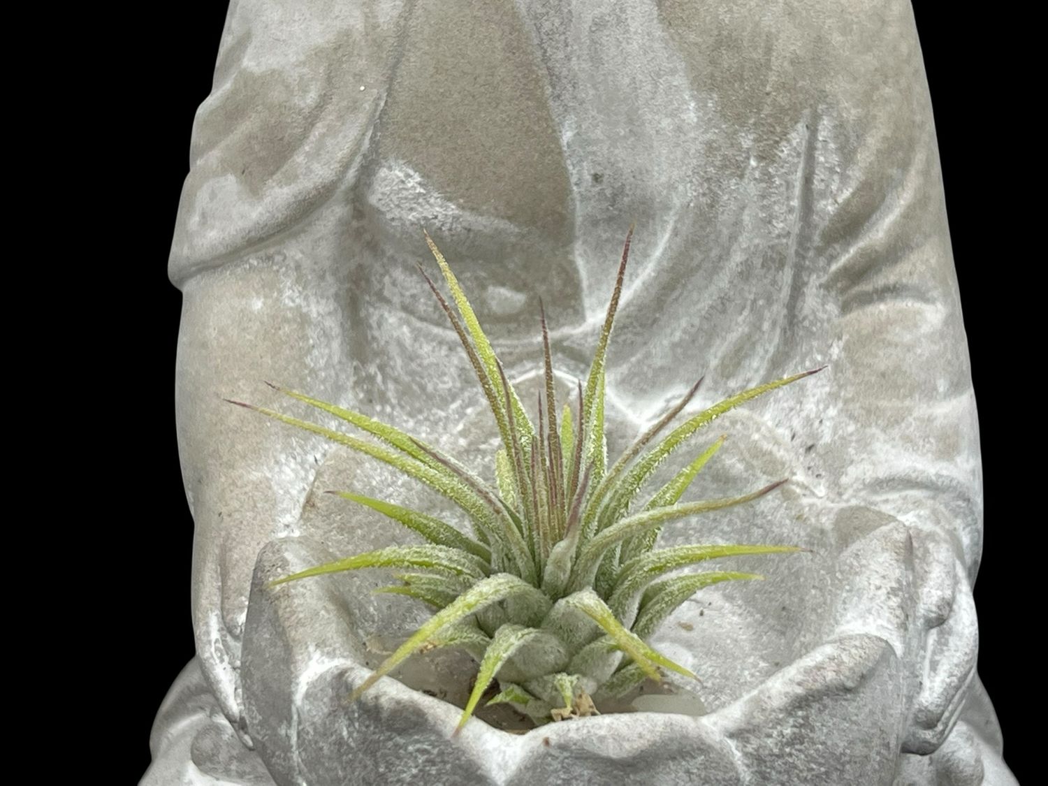 Tillandsia ionantha - Rubra