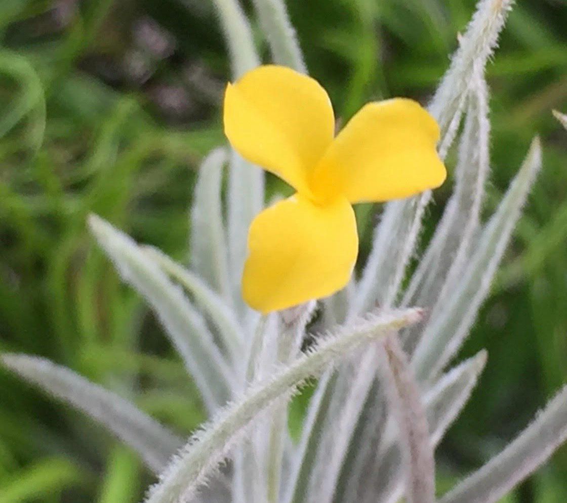 Tillandsia crocata - Dwarf Yellow Fragrant Flowers -Rare! 