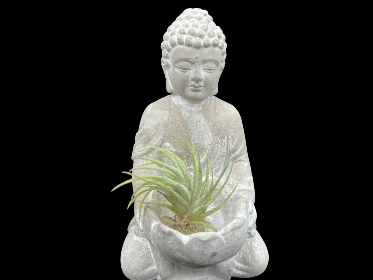 Tillandsia ionantha - Mexico