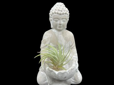 Tillandsia ionantha - Mexico