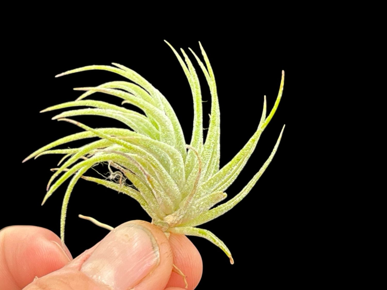Tillandsia ionantha - Mexico