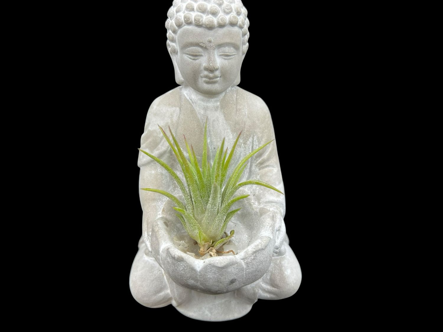 Tillandsia ionantha - Mexico Type 2