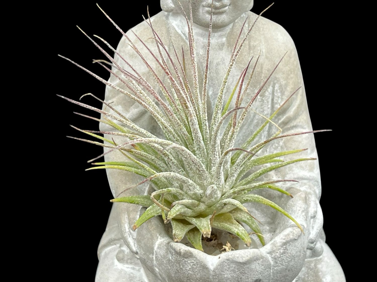 Tillandsia ionantha - Guatemala 
