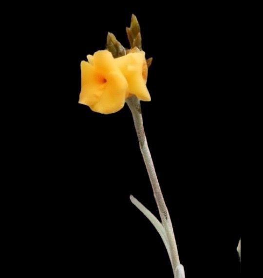 Tillandsia crocata - Orange Fragrant Flowers