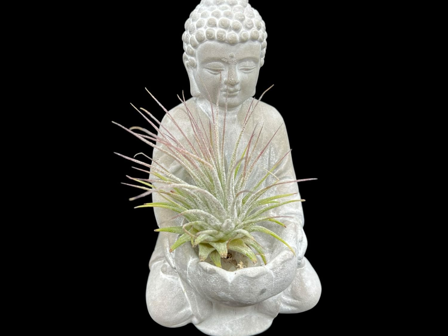 Tillandsia ionantha - Guatemala 